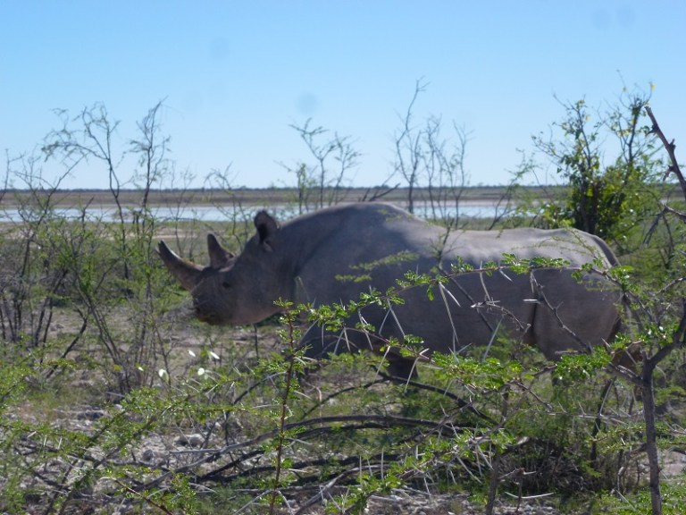 NamibiaAndBotswann2015more 315